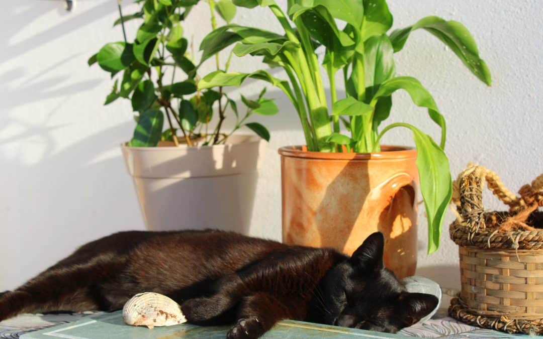 Záhrada a domáce zvieratá – na ktoré rastliny si dávať pozor?
